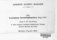 Humaria hemisphaerica image